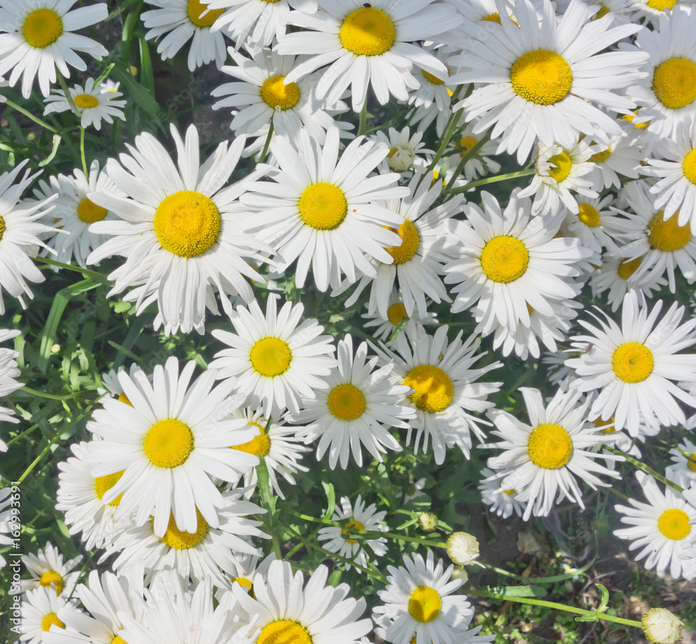 Obraz premium camomile flowers