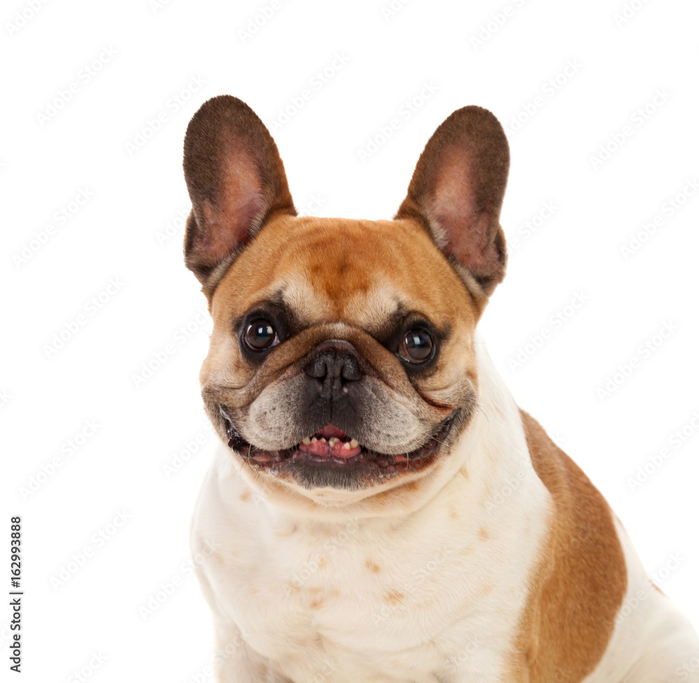 Portrait in Studio of a cute bulldog