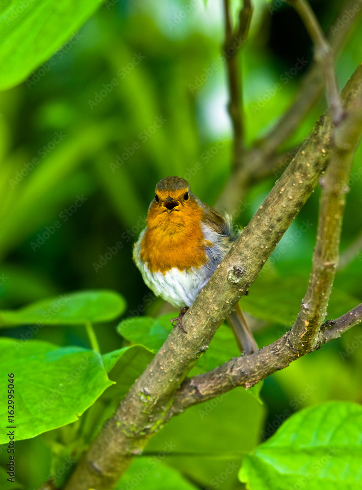 Fototapeta premium Robin (Erithacus rubecula)