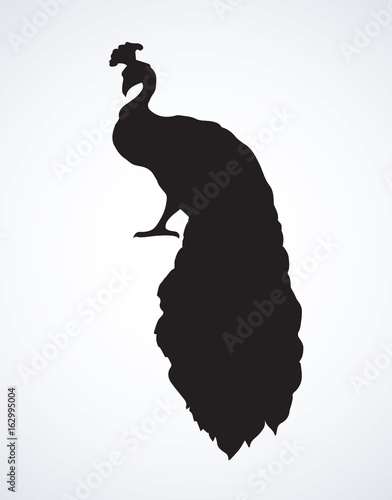 Peacock. Vector symbol