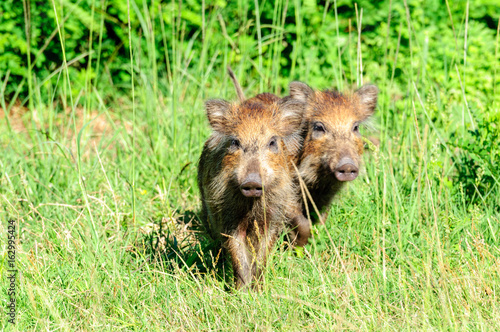 Cinghiale photo