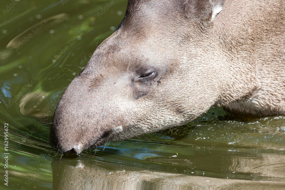 Profile portrait of south American tapir in the water Profile portrait of south American tapir in the water