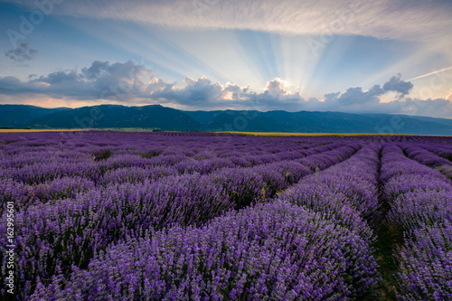 Lavender field shot at sunrise with brilliant rays of light coming from clouds. Shot in Karlovo  Bulgaria