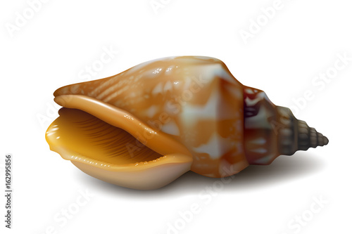 Realistic orange brown seashell (Strombus labiatus olydius) on white background. Vector illustration. 