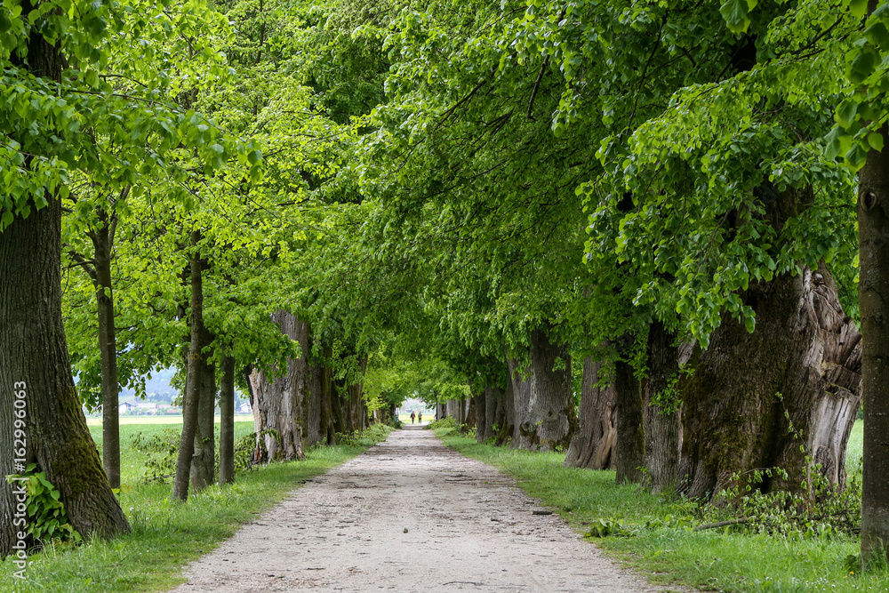 Linden Avenue in Groblje, Domzale, Slovenia