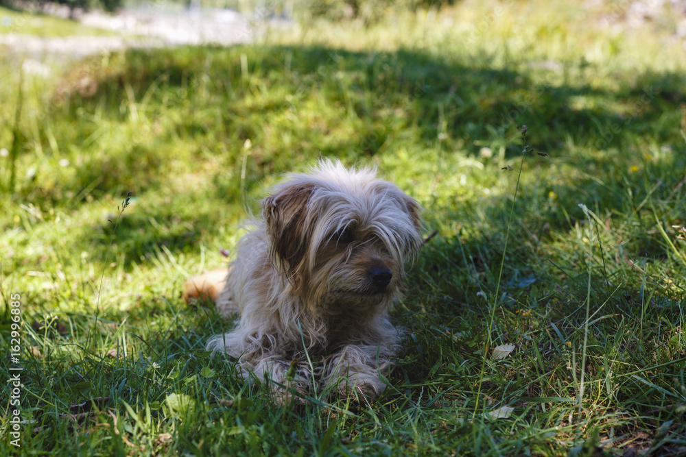 Portrait with a dog sitting in the grass