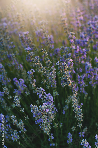 Bush of lavender at sunset