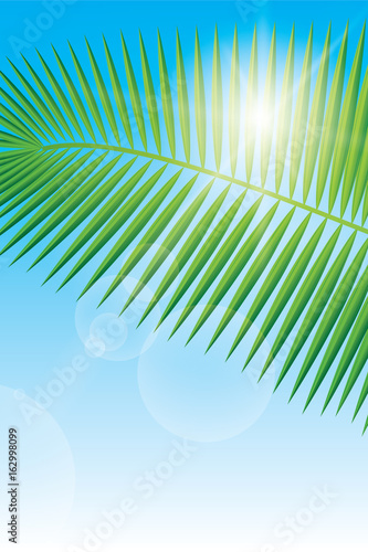Sunlight and palm leaf