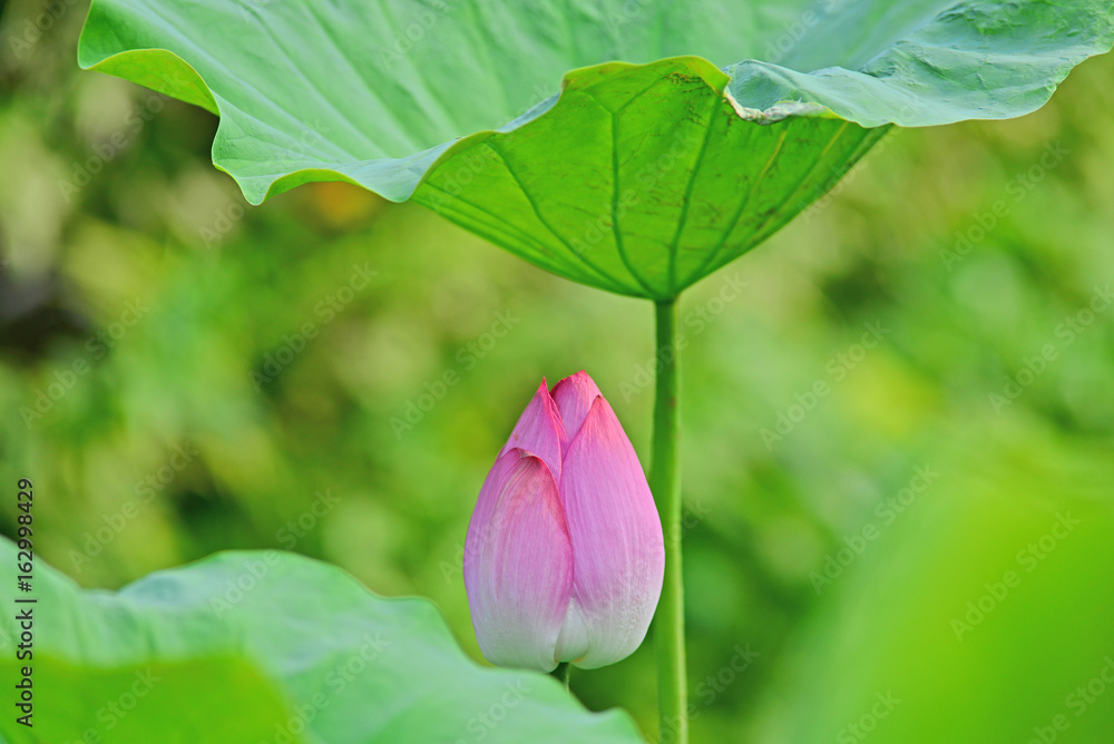 Close up of a lotus with leaves.