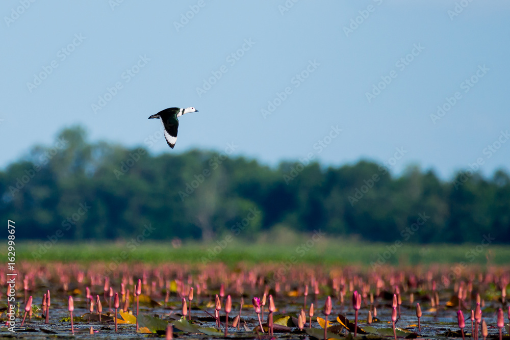 Naklejka premium Cotton pygmy goose in wetlands Thale Noi, one of the country's largest wetlands covering Phatthalung, Nakhon Si Thammarat and Songkhla ,South of THAILAND.