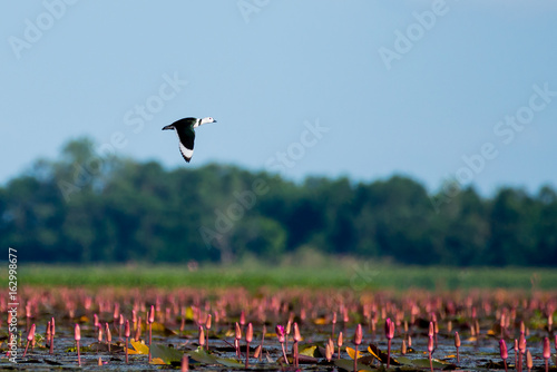 Cotton pygmy goose in wetlands Thale Noi, one of the country's largest wetlands covering Phatthalung, Nakhon Si Thammarat and Songkhla ,South of THAILAND.