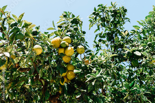 Green And Ripe Oranges In Orange Tree