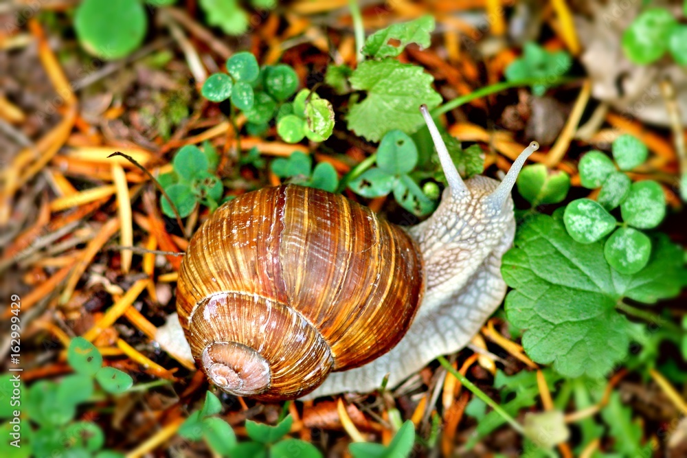 Snail crawling on green plant in German garden. Selected focus, bright colors. Snail crawling on green plant in German garden. Selected focus, bright colors.