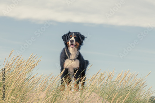 bernese mountain dog in the grass on sand dunes photo