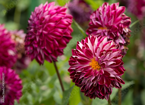 Flowers  dahlia in the garden