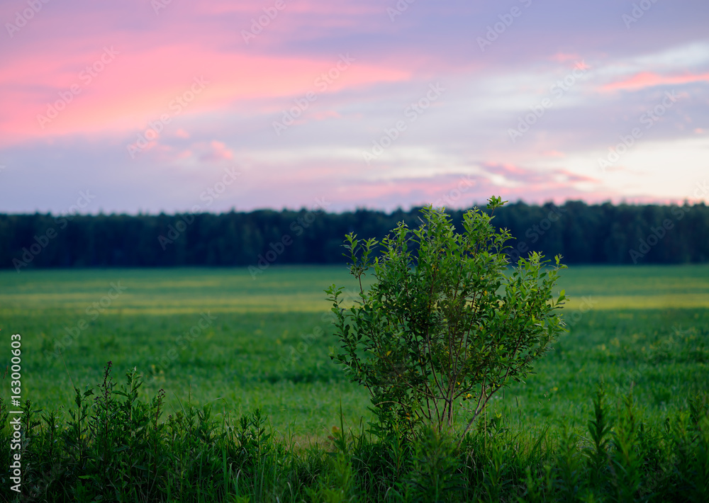 Fototapeta premium Horizontal sunset bush on field landscape background