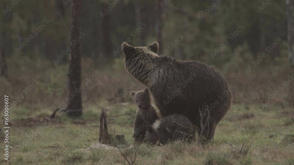 wild european brown bear wild european brown bear