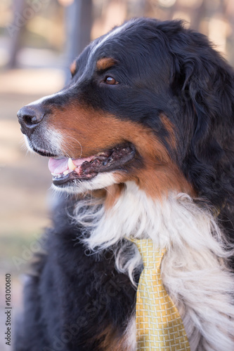 bernese mountain dog in tie closeup portrait
