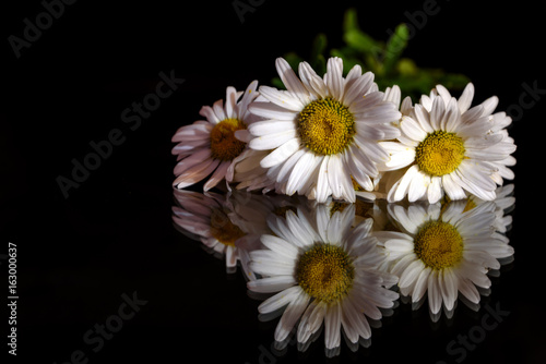 daisy white flower black background