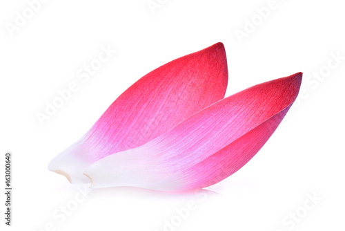 Fototapeta Naklejka Na Ścianę i Meble -  closeup of pink lotus petal or water lily isolated on white background