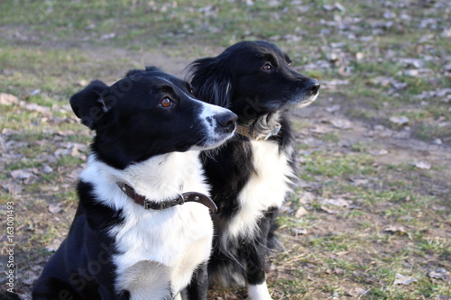Obraz na płótnie dogs