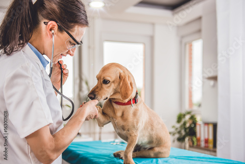 Veterinarian Examining Dog photo