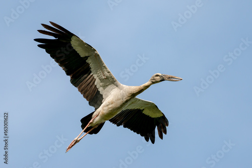 Asian openbill in wetlands Thale Noi, one of the country's largest wetlands covering Phatthalung, Nakhon Si Thammarat and Songkhla ,South of THAILAND. photo