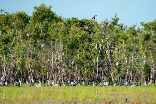 Asian openbill in wetlands Thale Noi, one of the country's largest wetlands covering Phatthalung, Nakhon Si Thammarat and Songkhla ,South of THAILAND. photo