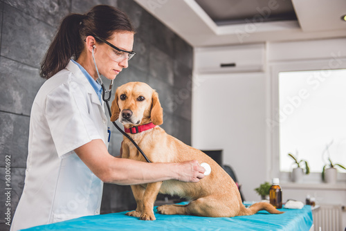 Fototapeta Naklejka Na Ścianę i Meble -  Veterinarian Examining Dog
