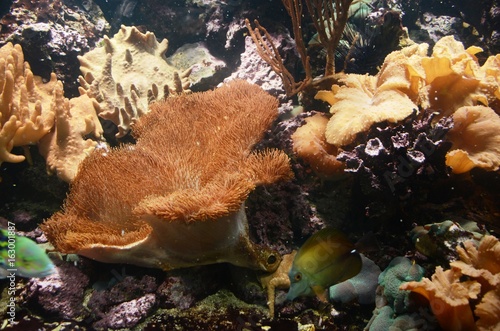 Musée Aquarium de Bruxelles : Poissons et coraux