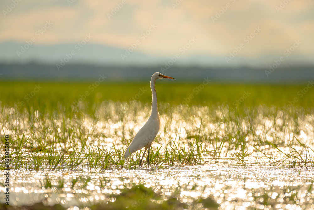 Obraz premium Intermediate Egret or Plumed Egret in wetlands Thale Noi, one of the country's largest wetlands covering Phatthalung, Nakhon Si Thammarat and Songkhla ,South of THAILAND.