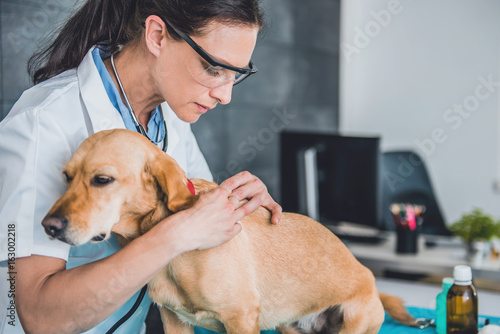 Fototapeta Naklejka Na Ścianę i Meble -  Young female veterinarian picking a tick on dog fur at the veterinarian clinic