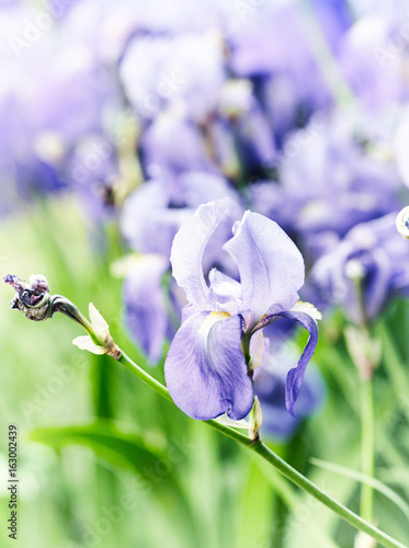 Fototapeta Naklejka Na Ścianę i Meble -  Spring Iris Flowers