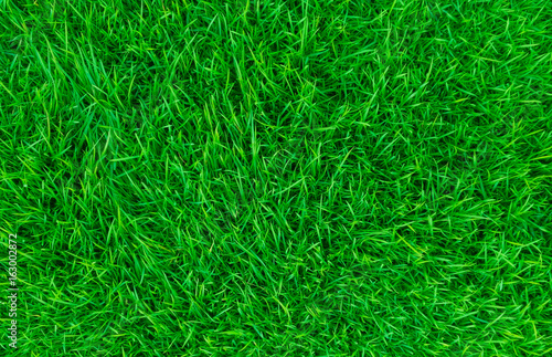 Green lawn for the background