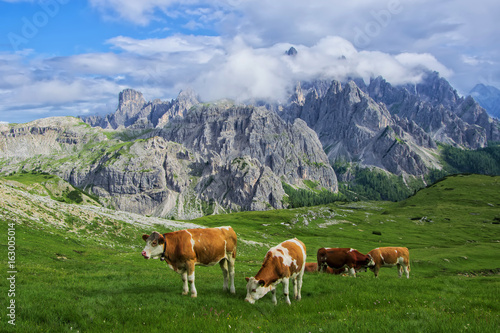 Cows on the Alpine meadow at sanlit © haidamac