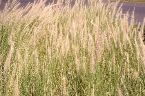 grass flower in nature garden