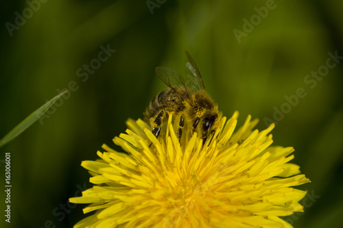 Fototapeta Naklejka Na Ścianę i Meble -  Löwenzahn