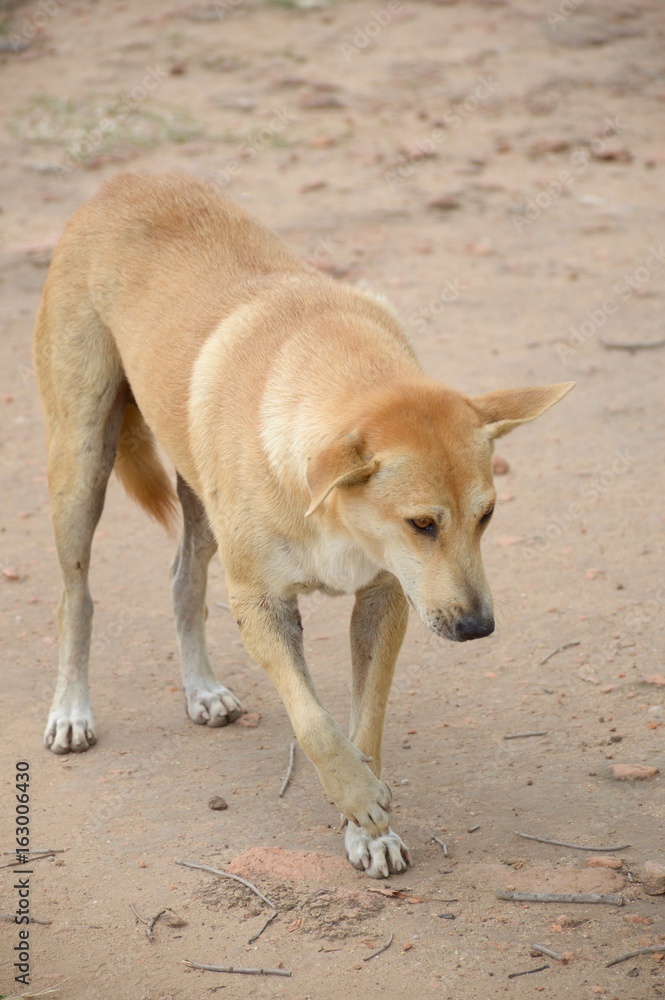 cute dog in country Thailand cute dog in country Thailand