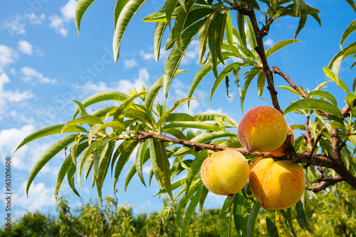 Sweet peach fruits growing on a peach tree branch photo