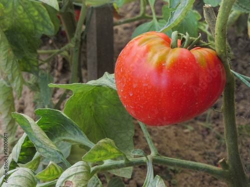 red tomato plants in a home made vegetable garden