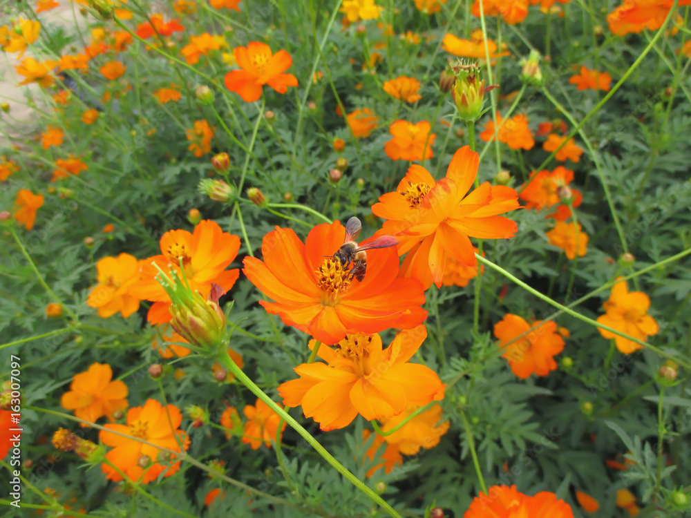 Bunch of Vibrant Color Blooming Orange Cosmos Flowers with a Collecting Nectar Bee 