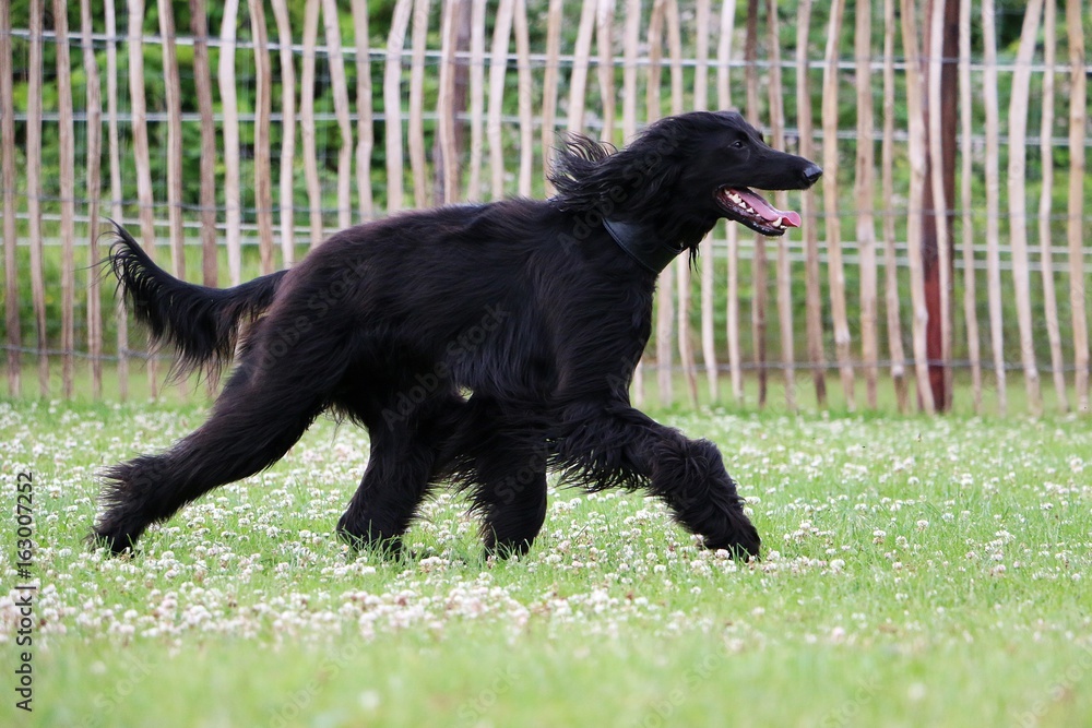 schwarzer afghanischer windhund hat spaß im garten schwarzer afghanischer windhund hat spaß im garten