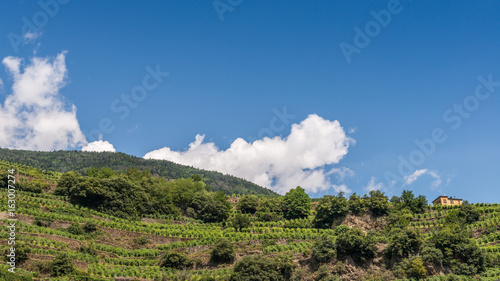 Vineyards in Sondrio  Valtellina  Italy