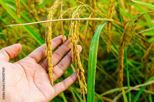 Hand tenderly touching a young rice in the paddy filed blurred background