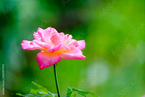 Pink Rose flower with blur background