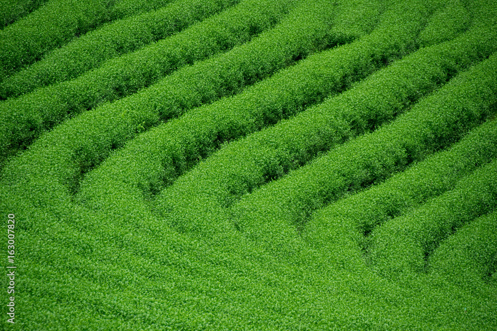 green tea garden farm nature abstract background green tea garden farm nature abstract background