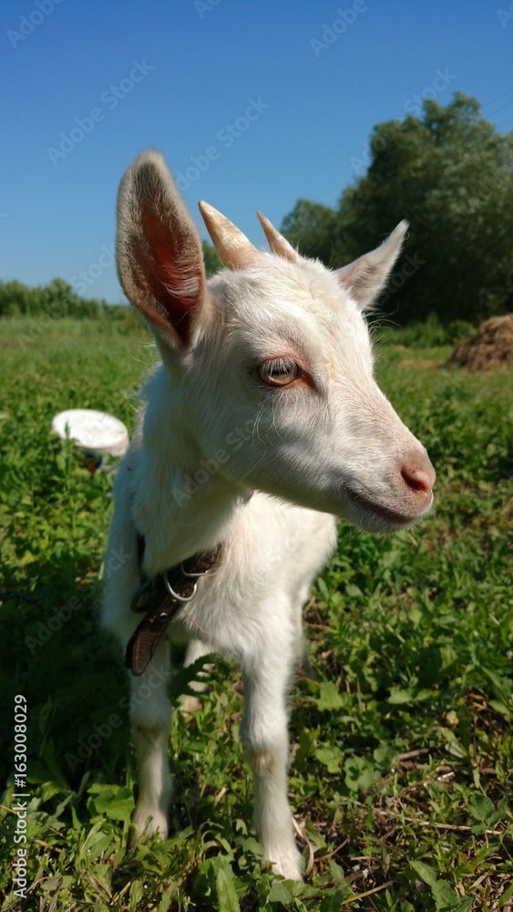 Obraz premium Goat milk white Russian.
