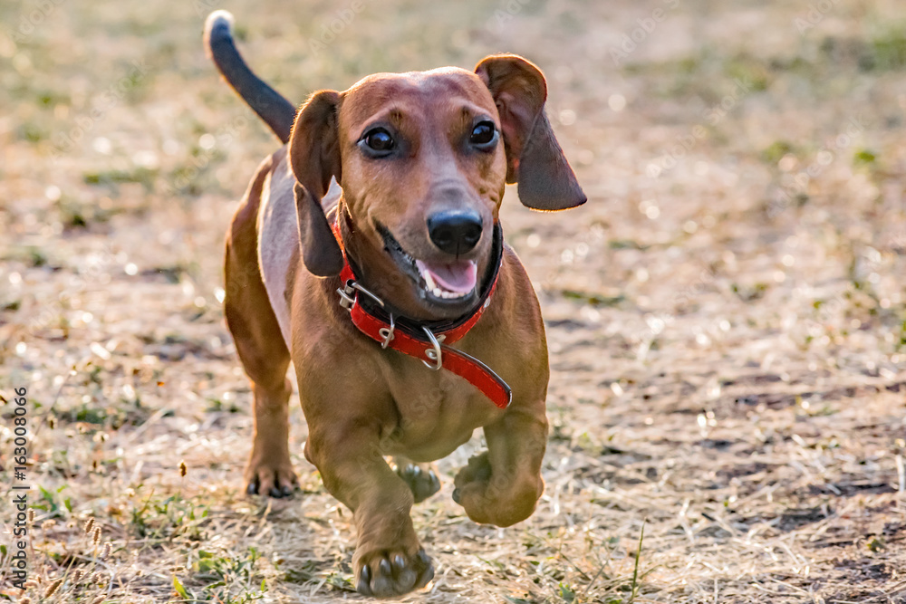 A happy dachshund dog running on meadow at summer day A happy dachshund dog running on meadow at summer day