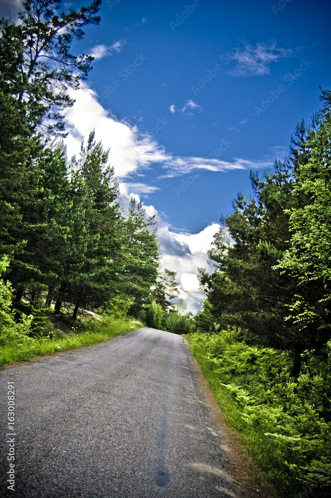 Beautiful summer season specific photograph. Concrete/asphalt road with nice textures and details and beautiful nature/vegetation/plant scene.