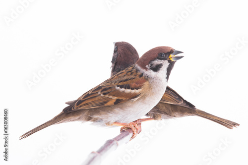 two sparrow